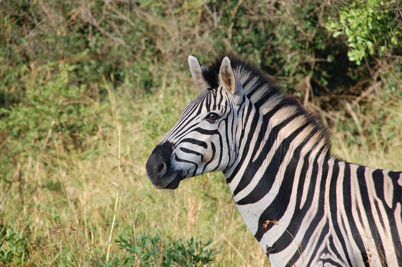 afrika-zebra